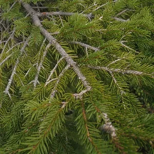 Хвойные опилки оптом в Люберцах купить - оперативная доставка по всей России