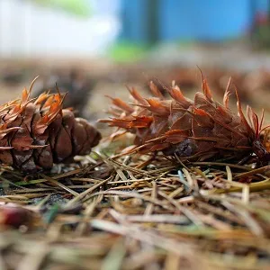 Хвойные опилки оптом в Люберцах от завода-производителя Лигнум Ресурс
