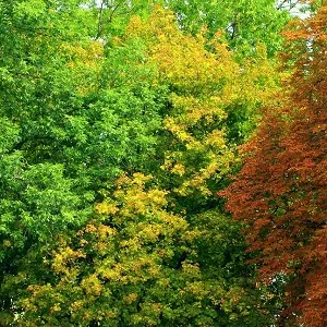 Лиственные опилки оптом в Люберцах купить - оперативная доставка по всей России