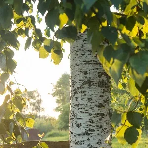 Опилки березовые оптом в Люберцах купить - оперативная доставка по всей России
