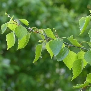 Опилки березовые оптом в Люберцах от завода-производителя Лигнум Ресурс