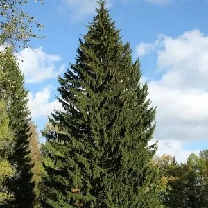 Еловые опилки оптом в Люберцах купить - оперативная доставка по всей России