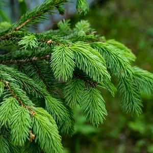 Еловые опилки оптом в Люберцах от завода-производителя Лигнум Ресурс