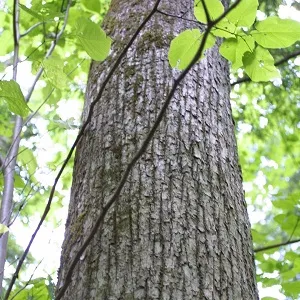 Опилки липовые оптом в Люберцах купить - оперативная доставка по всей России