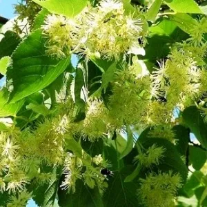 Опилки липовые оптом в Люберцах от завода-производителя Лигнум Ресурс