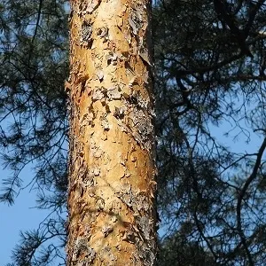 Сосновые опилки оптом в Люберцах купить - оперативная доставка по всей России