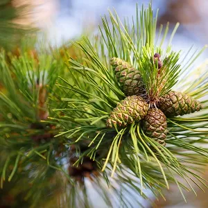 Сосновые опилки оптом в Люберцах от завода-производителя Лигнум Ресурс