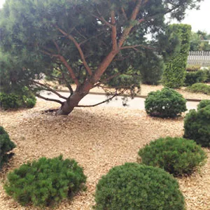 Хвойная щепа оптом в Люберцах купить - оперативная доставка по всей России